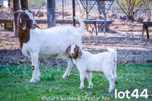 2X BOERBOK OOI/EWE + RAM FLOCK BRENT-MEEK BOERGOAT STUD