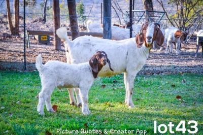 2X BOERBOK OOI/EWE + RAM FLOCK BRENT-MEEK BOERGOAT STUD