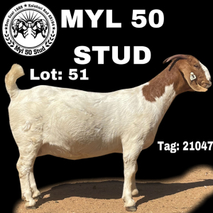 1X BOERBOK OOI/EWE STUD MYL 50 STUD