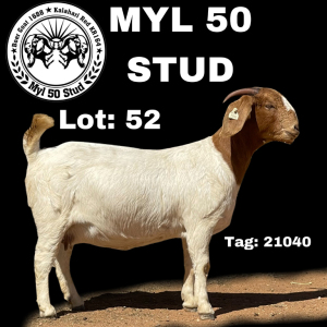 1X BOERBOK OOI/EWE FLOCK MYL 50 STUD