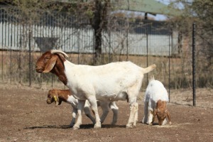 1+2X BOERBOK OOI/EWE STUD ROOIBOSKLOOF