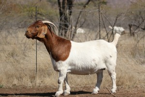 1X BOERBOK OOI/EWE FLOCK ROOIBOSKLOOF