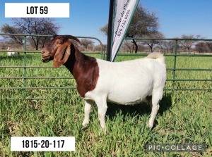 1+1X BOERBOK OOI/EWE STUD LOURON BOERBOKSTOET