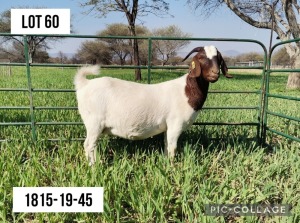 1+1X BOERBOK OOI/EWE STUD LOURON BOERBOKSTOET