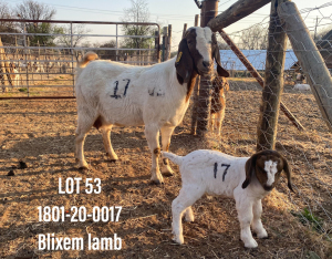 1X BOERBOK OOI/EWE FLOCK PELSER BOERBOKSTOET