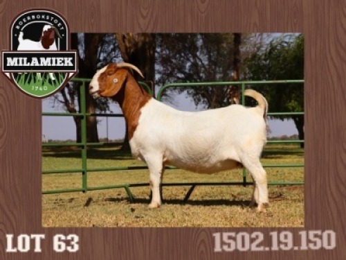 1X BOERBOK OOI/EWE FLOCK MILAMIEK BOERBOKSTOET