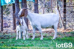 1+1X BOERBOK OOI/EWE FLOCK BRENT-MEEK BOERGOAT STUD