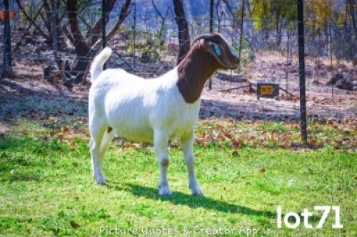 1X BOERBOK OOI/EWE FLOCK BRENT-MEEK BOERGOAT STUD