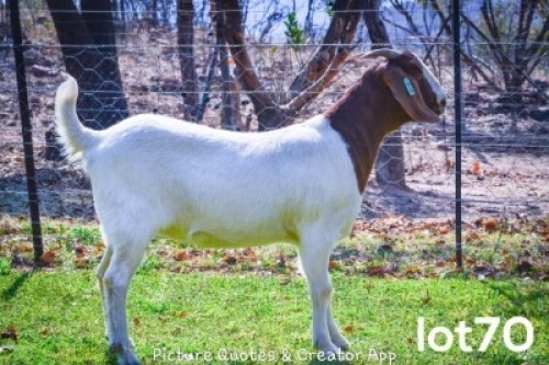1X BOERBOK OOI/EWE FLOCK BRENT-MEEK BOERGOAT STUD