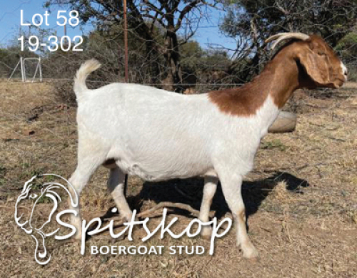 ONTREK OOI/EWE SPITSKOP BOERGOAT STUD