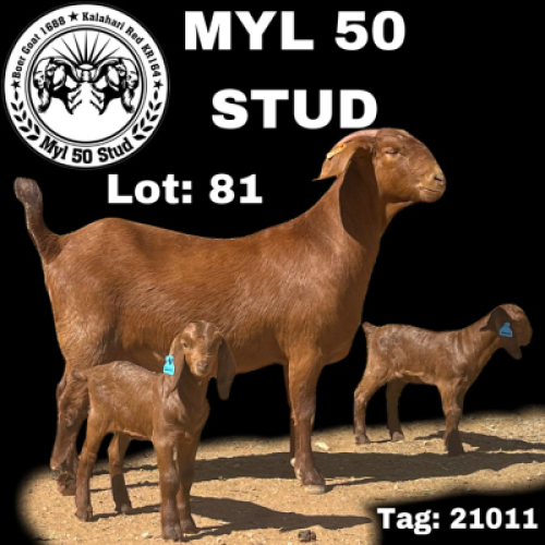 1X KALAHARI RED OOI/EWE STUD MYL 50 STUD