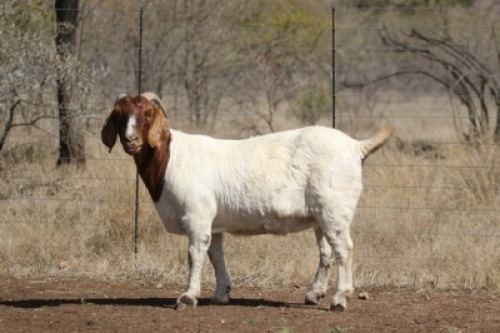 1X BOERBOK OOI/EWE STUD ROOIBOSKLOOF