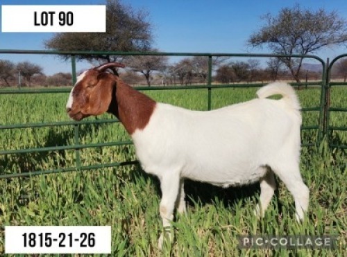 1X BOERBOK OOI/EWE FLOCK LOURON BOERBOKSTOET