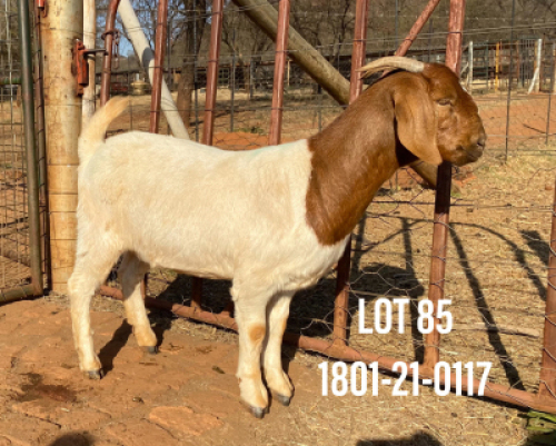 1X BOERBOK OOI/EWE PS PELSER BOERBOKSTOET