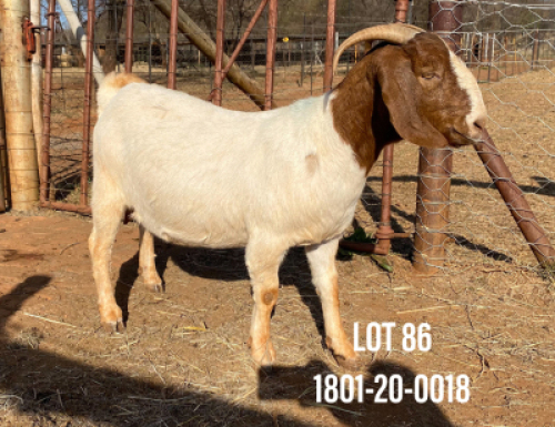 1X BOERBOK OOI/EWE FLOCK PELSER BOERBOKSTOET