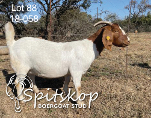 1X BOERBOK OOI/EWE FLOCK SPITSKOP BOERGOAT STUD