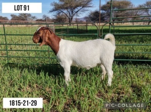 1 X OOI/EWE FLOCK LOURON BOERBOKSTOET