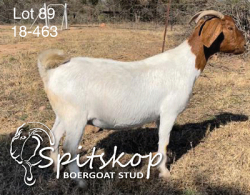 1X BOERBOK OOI/EWE FLOCK SPITSKOP BOERGOAT STUD