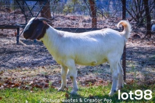 1X BOERBOK OOI/EWE FLOCK BRENT-MEEK BOERGOAT STUD