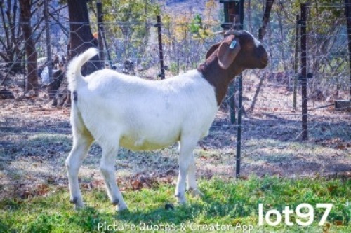 1X BOERBOK OOI/EWE FLOCK BRENT-MEEK BOERGOAT STUD