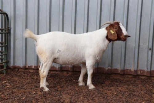 ONTREK OOI/EWE GJ FOURIE BOERBOKSTOET