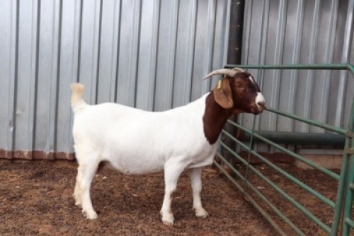 1X BOERBOK OOI/EWE STUD GJ FOURIE BOERBOKSTOET