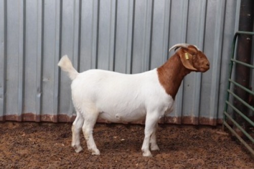 ONTREK OOI/EWE GJ FOURIE BOERBOKSTOET