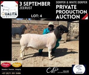 LOT 4 1X DORPER RAM ANNELIE JONKER- CHAFRA DORPERS