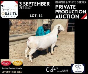 LOT 14 1X WITDORPER RAM ANNELIE JONKER- CHAFRA WITDORPERS