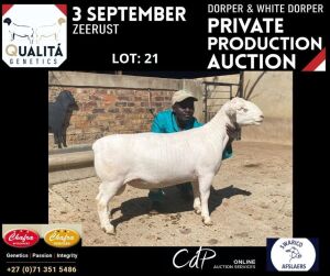 LOT 21 1X WITDORPER RAM ANNELIE JONKER- CHAFRA WITDORPERS