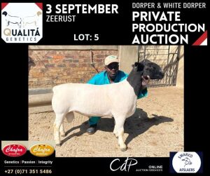 LOT 5 1X DORPER RAM ANNELIE JONKER- CHAFRA DORPERS