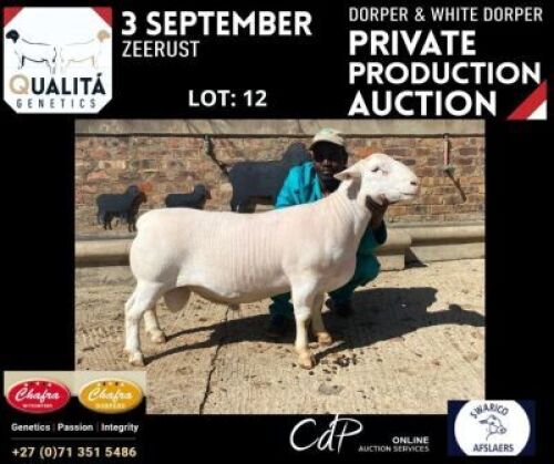 LOT 12 1X WITDORPER RAM ANNELIE JONKER- CHAFRA WITDORPERS