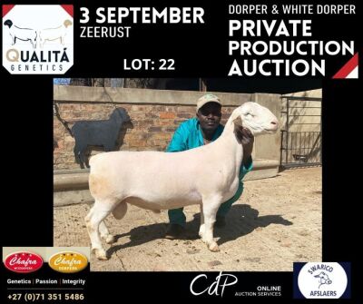 LOT 22 1X WITDORPER RAM ANNELIE JONKER- CHAFRA WITDORPERS