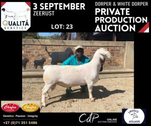 LOT 23 1X WITDORPER RAM ANNELIE JONKER- CHAFRA WITDORPERS