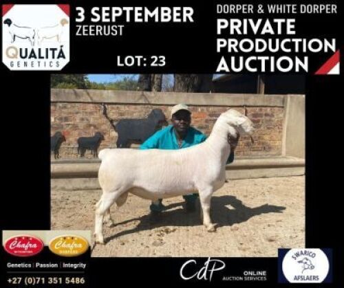 LOT 23 1X WITDORPER RAM ANNELIE JONKER- CHAFRA WITDORPERS