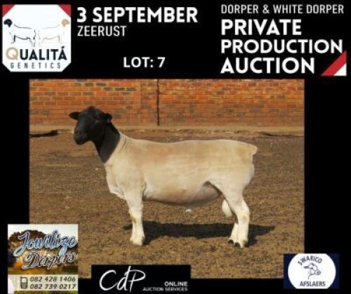 LOT 7 1X DORPER FLOCK RAM ELIZE VISSER - JOWILIZE DORPERS 2690