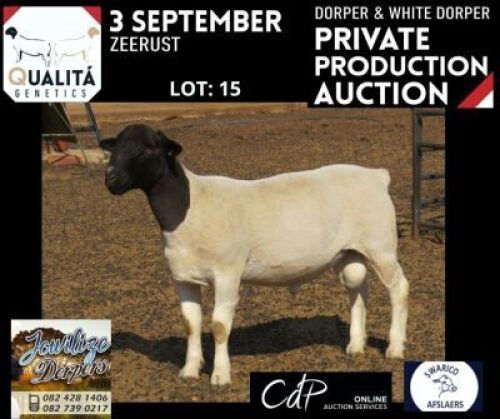 LOT 15 1X DORPER STUD RAM ELIZE VISSER - JOWILIZE DORPERS 2690