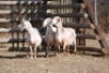 3X MEATMASTER OOI/EWE VOORWAARTS BOERDERY (Pay per Animal to take all in lot)