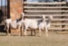 3X MEATMASTER OOI/EWE VOORWAARTS BOERDERY (Pay per Animal to take all in lot) - 2