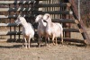 3X MEATMASTER OOI/EWE VOORWAARTS BOERDERY (Pay per Animal to take all in lot) - 3