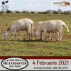 LOT 121 3X MEATMASTER OOIE/EWE DIDYMUS MEATMASTERS(PER STUK OM LOT TE NEEM/PER PIECE TO TAKE THE LOT) - 3