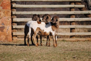 3X MEATMASTER OOI/EWE VOORWAARTS BOERDERY (Pay per Animal to take all in lot)