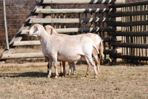 2X MEATMASTER OOI/EWE VOORWAARTS BOERDERY (Pay per Animal to take all in lot)