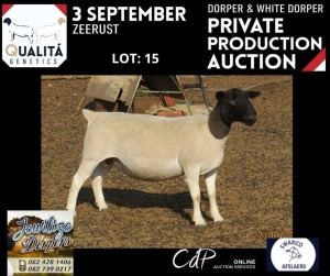 LOT 15 1X DORPER T5 OOI/EWE JOWILIZE DORPERS / ELIZE VISSER