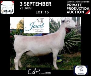 LOT 16 1X WITDORPERS T5 OOI/EWE JOWEL WITDORPERS / JOANNE VISSER