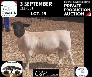 LOT 19 1X DORPER RAM VICTOR KRUGER- DORPERS