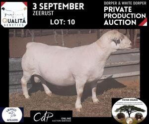 LOT 10 1X WITDORPER RAM VICTOR KRUGER- WITDORPERS