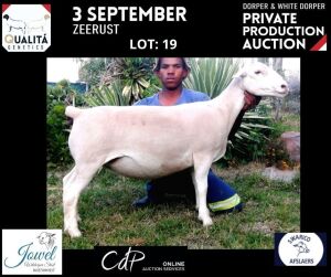 LOT 19 1X WITDORPERS T5 OOI/EWE JOWEL WITDORPERS / JOANNE VISSER