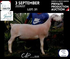 LOT 31 1X WITDORPERS T5 OOI/EWE JOWEL WITDORPERS / JOANNE VISSER