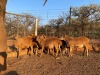 5X MEATMASTER OOI/EWE LAPFONTEIN MEATMASTERS (Pay per Animal to take all in lot)